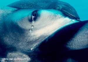 crying manta