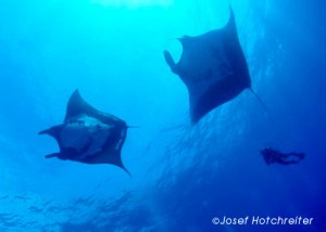 Mantas by Josef Hotchreiter