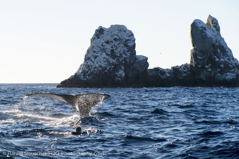 snorkeling with humpback whales