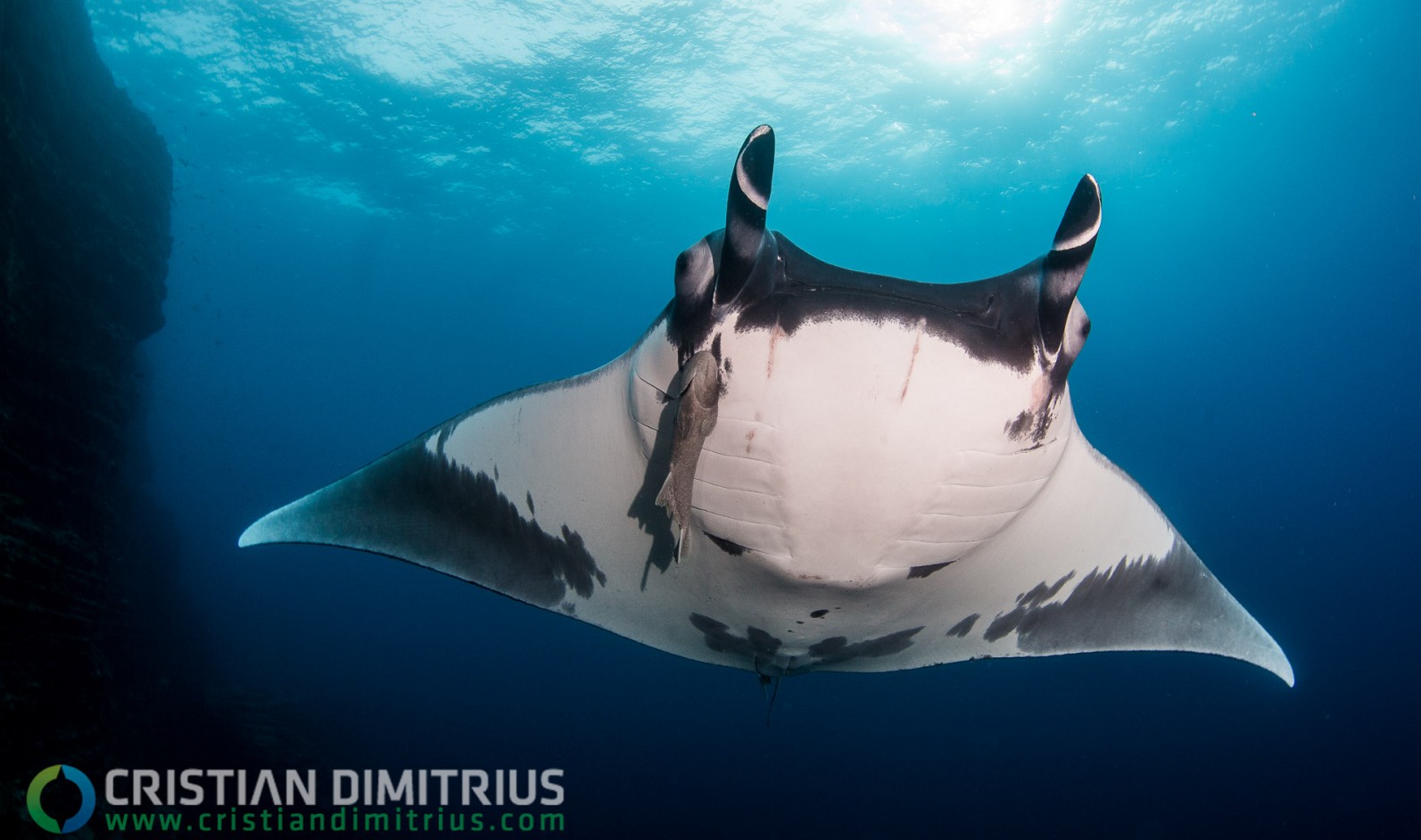manta ray, scuba diving
