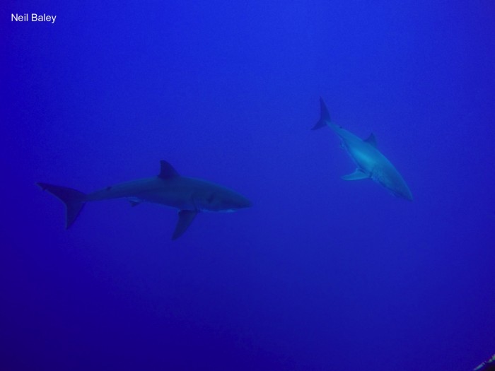 shark2