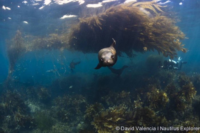 seal playing in the kelp