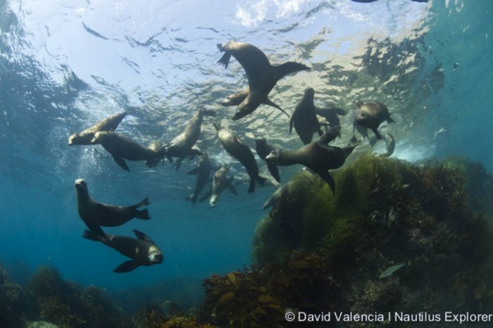 seals and sea lions 