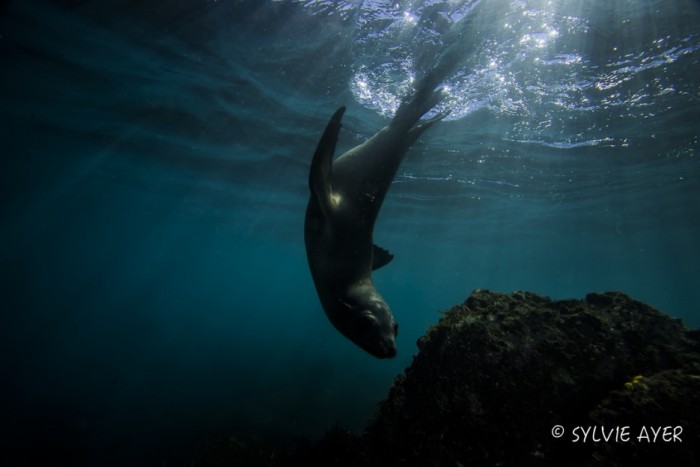 playful seal