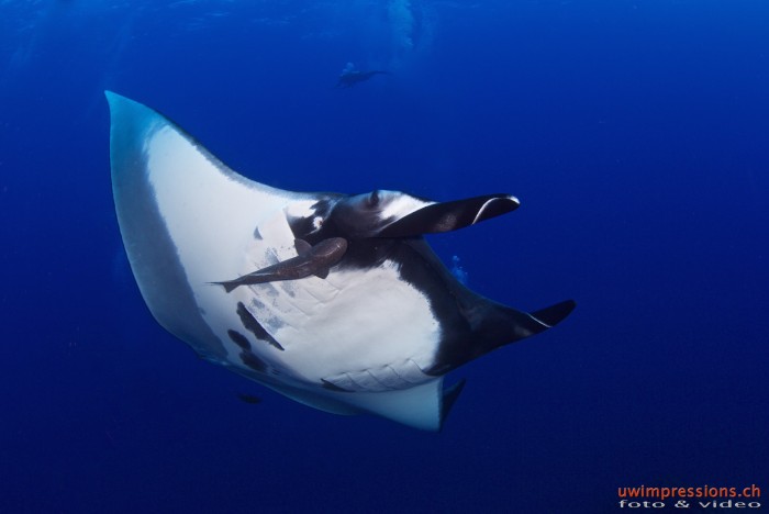 giant manta