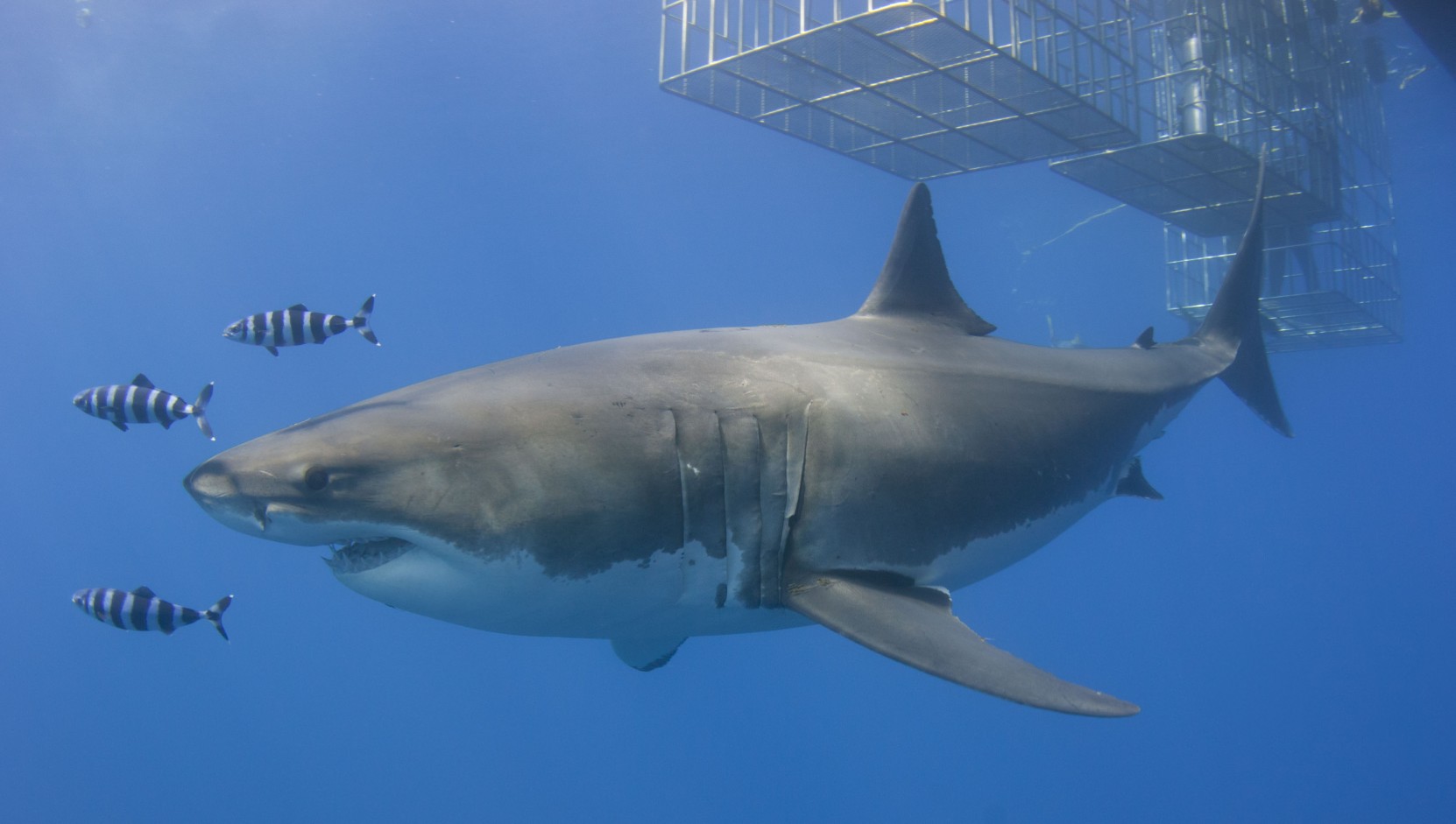Great white lurking near the cages