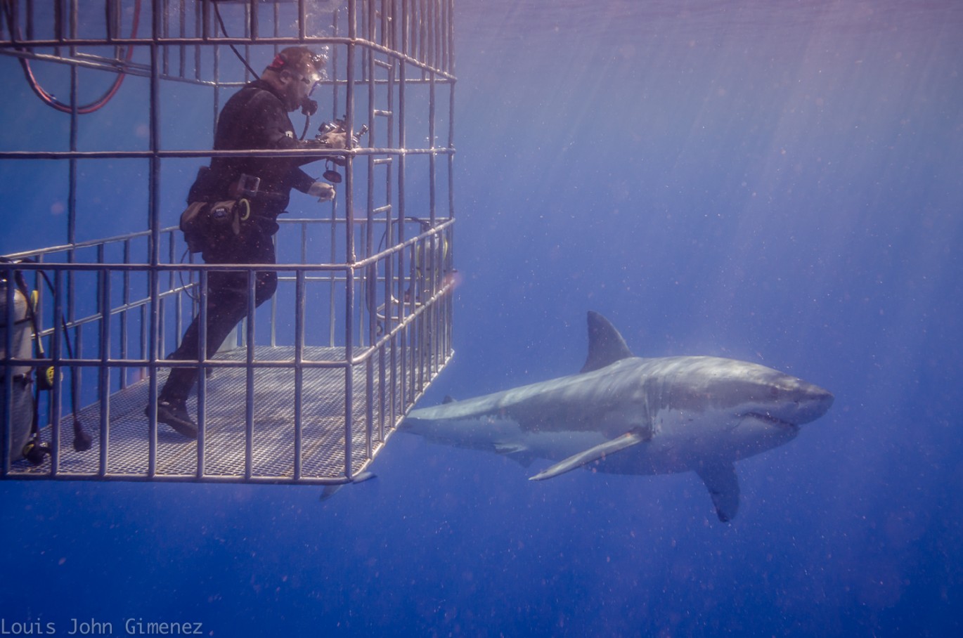 shark gets up close to diver in cage