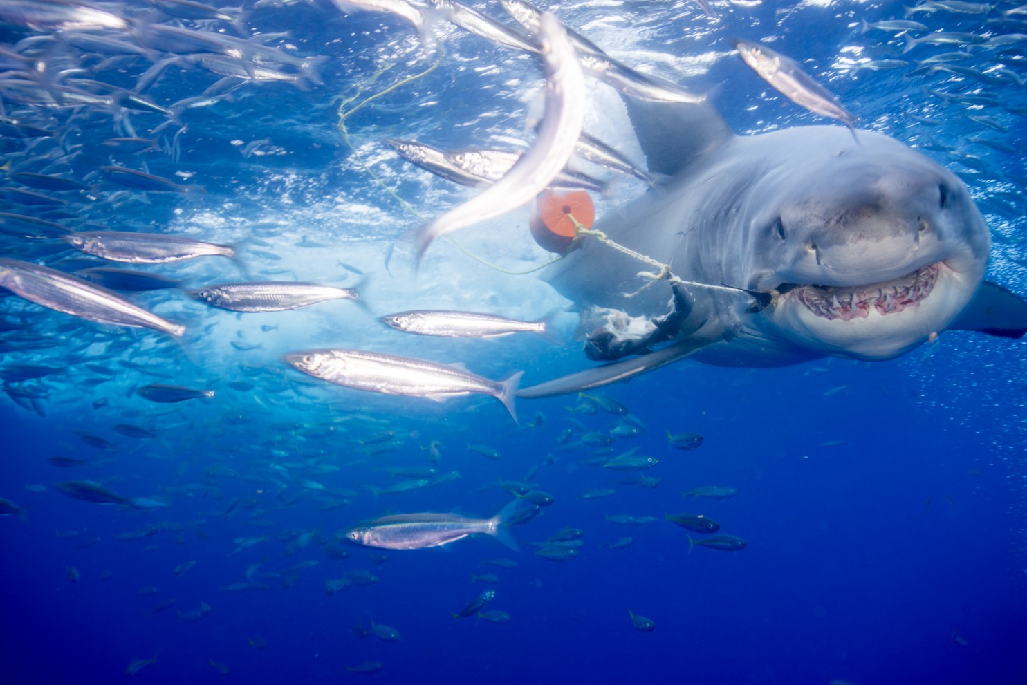 Sharing the Wonderful Underwater World of Sharks