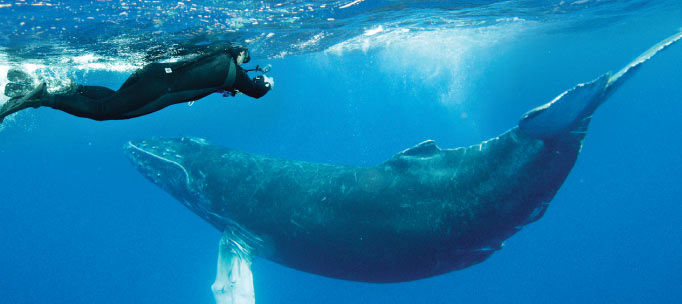 snorkeller watches enormous humpback whale