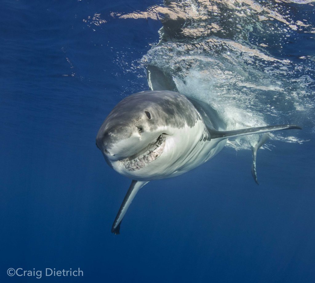 Great White Shark cage diving at Guadalupe Island Nautilus Liveaboards