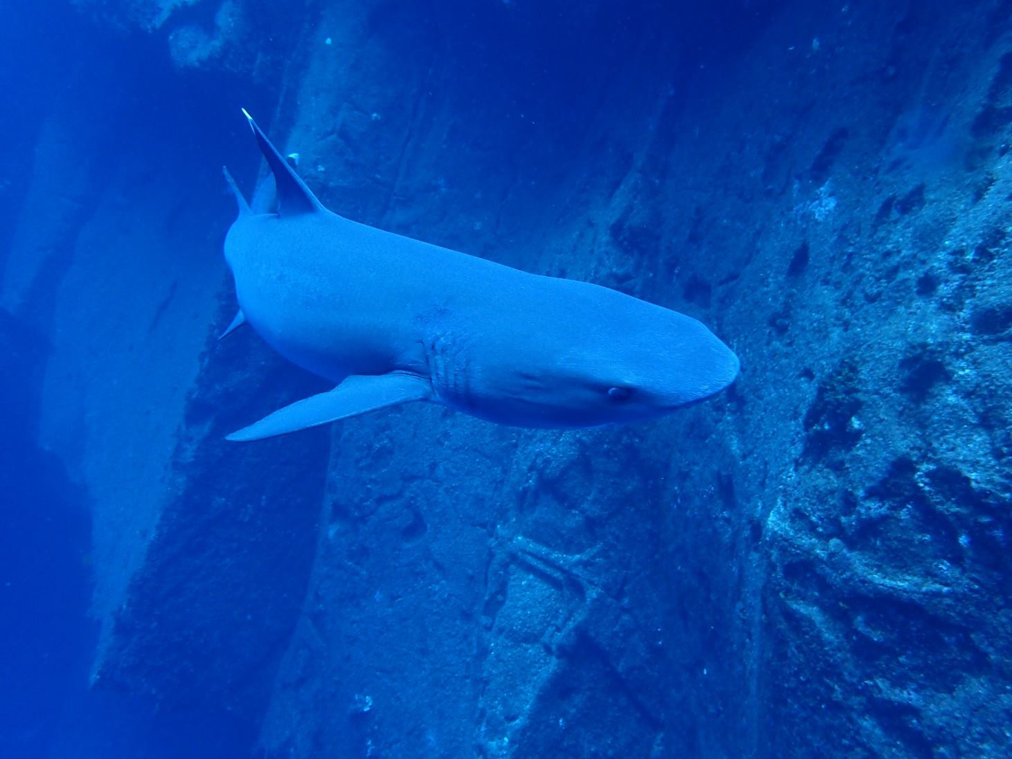 white tip reef shark by the rock wall