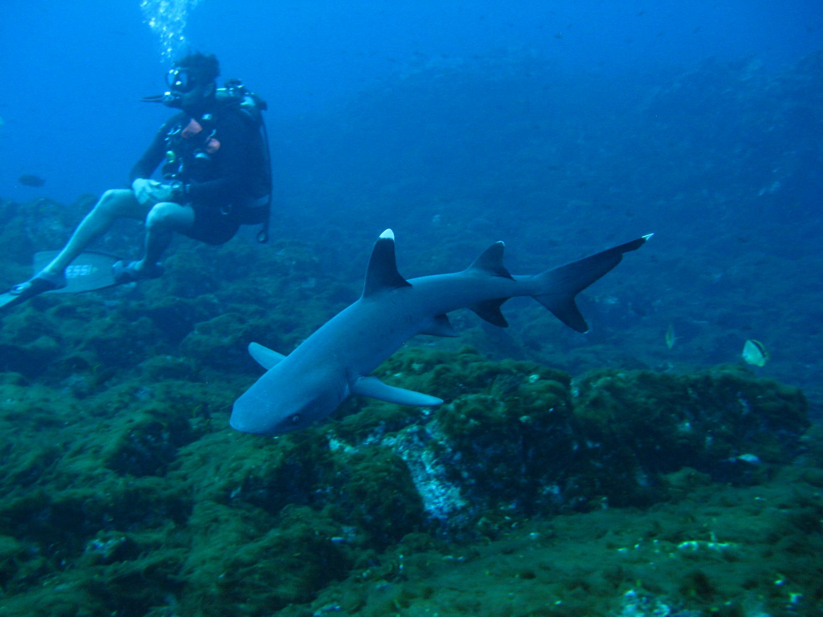 white tip shark swims by relaxed observing diver