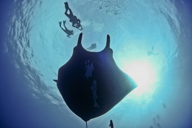 Divers dance with giant manta in snells window