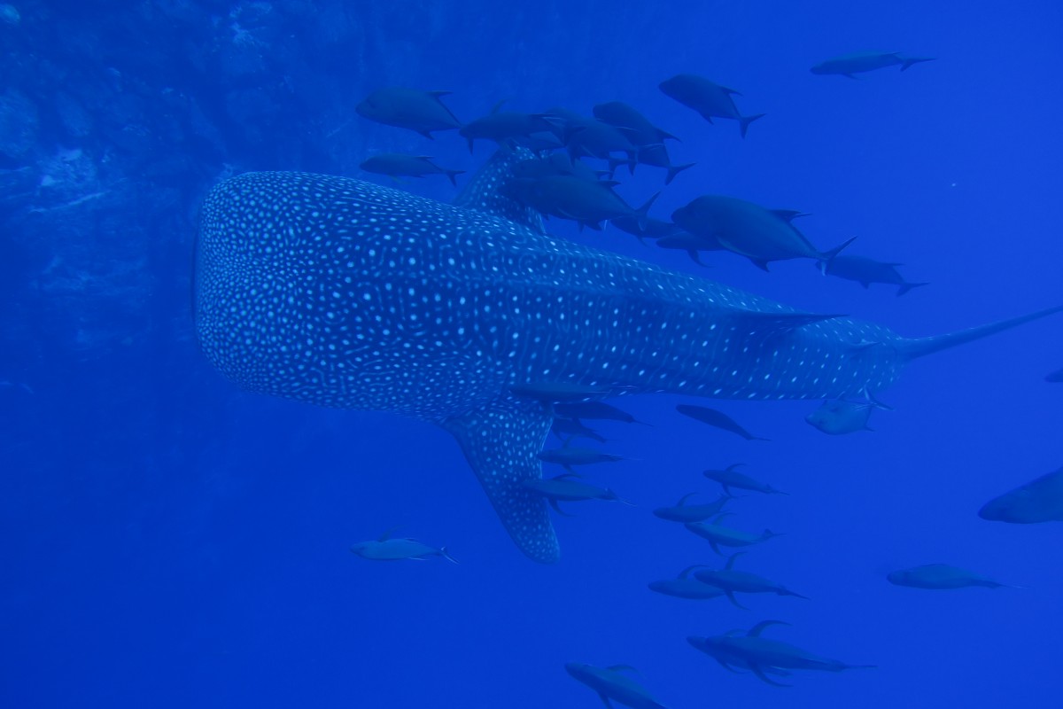 whale shark swims with a school of fish