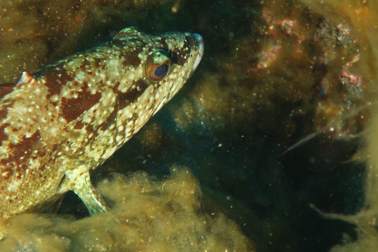Underwater Mountain Roca Partida