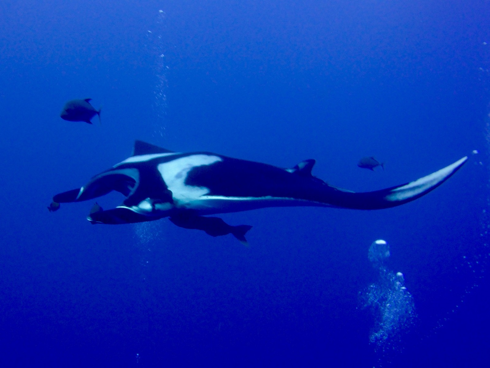 giant manta floats by