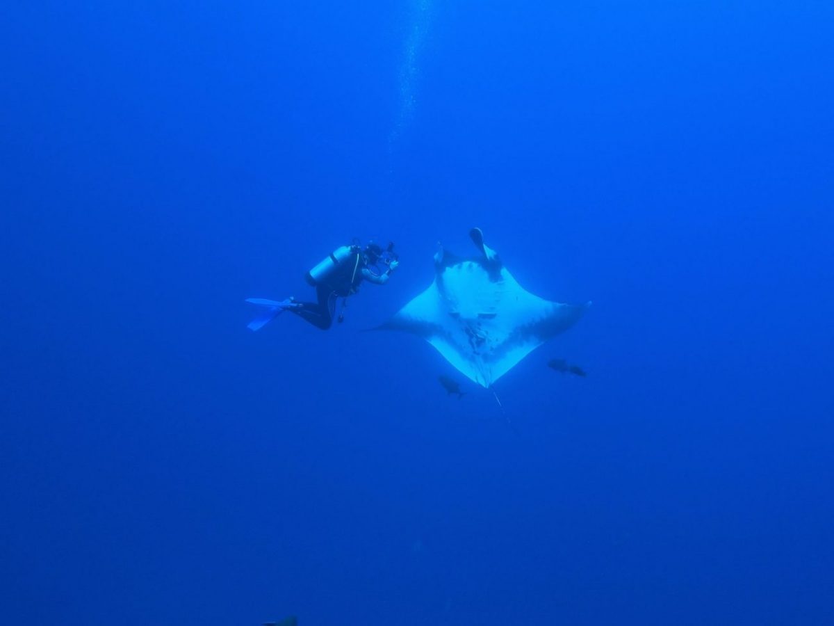 diver gets a great photo angle of manta ray