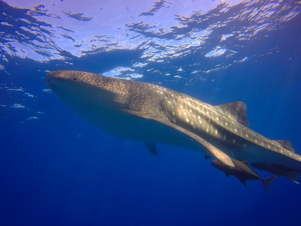 Whale shark makes divers wild with excitement!