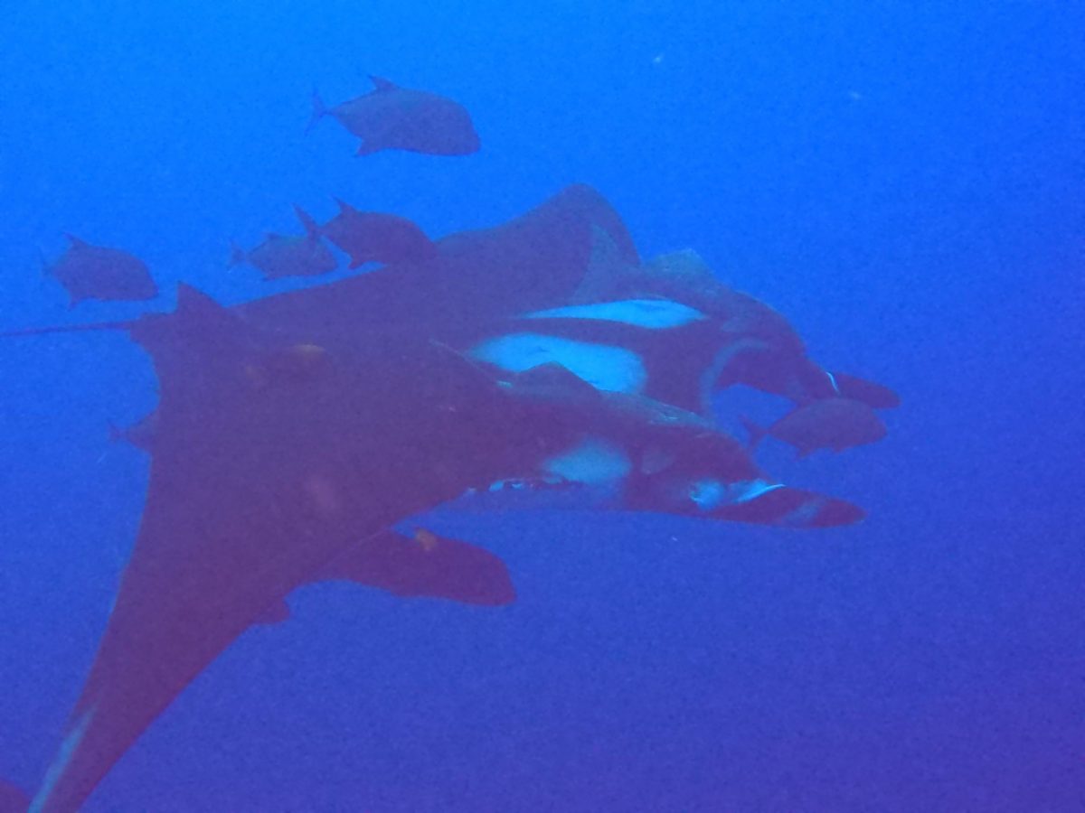 giant manta ray with train of jacks
