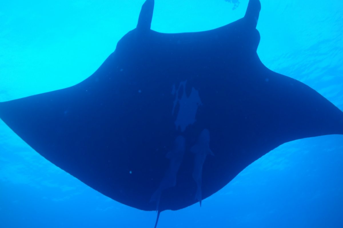 black manta ray swoops over top
