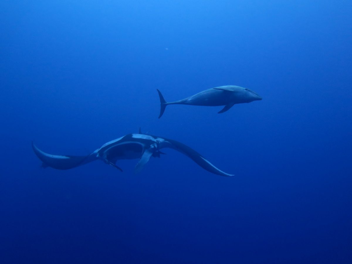 giant oceanic manta and bottlenose dolphin drifting beside one another