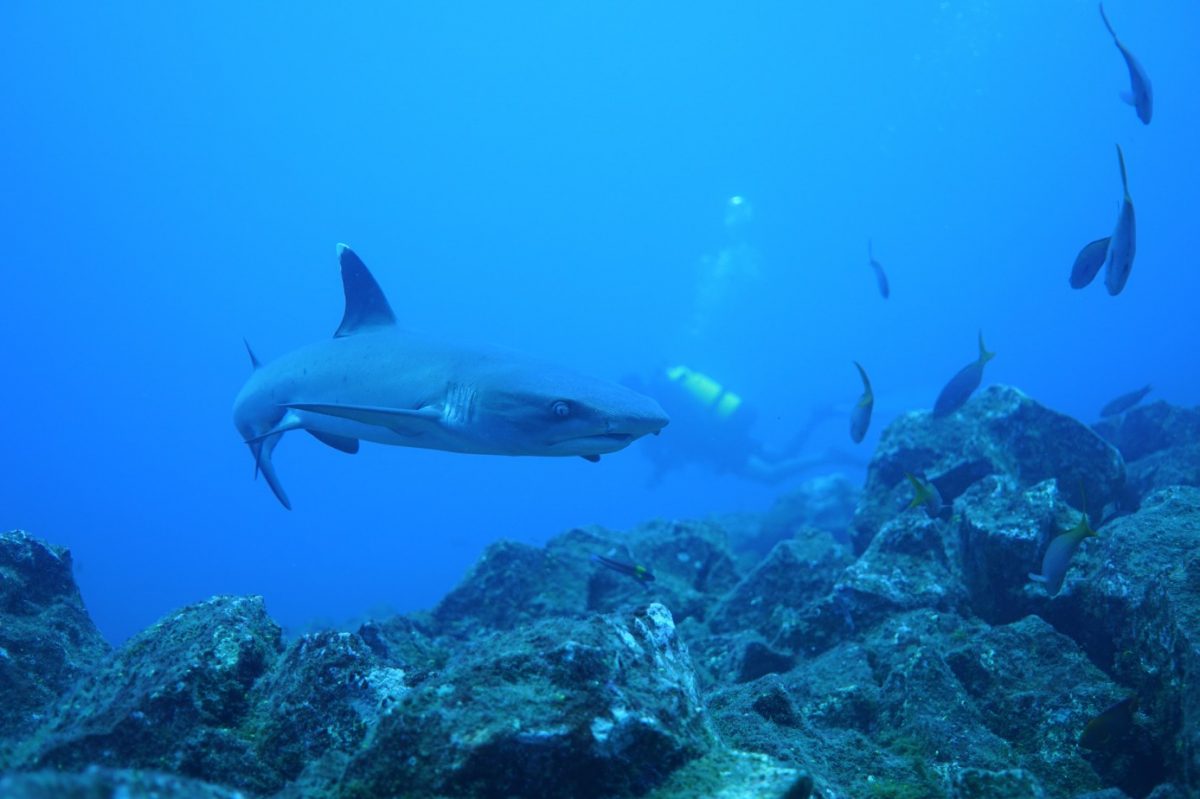 whitetip reef shark swims casually over the rocks