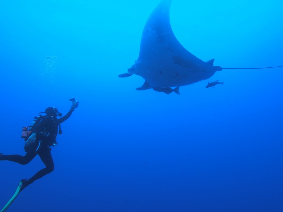 diver reaches forward to get a shot of a giant manta