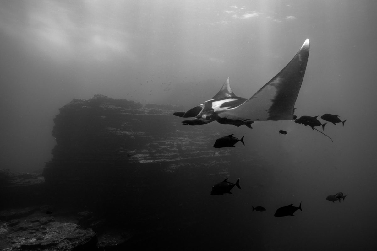 manta "flies" through the underwater landscape