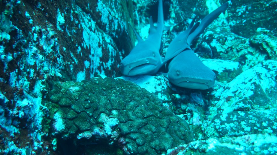 whitetip reef sharks pile up on the rock shelves