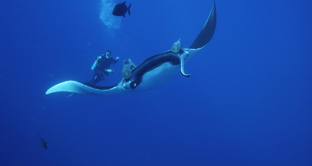 Manta circle safety stop Nautilus Liveaboards Blog