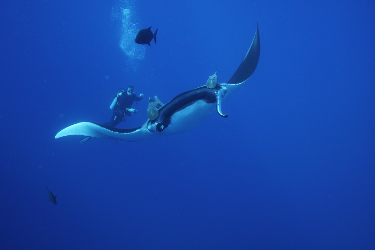 diver watches a passing giant manta ray