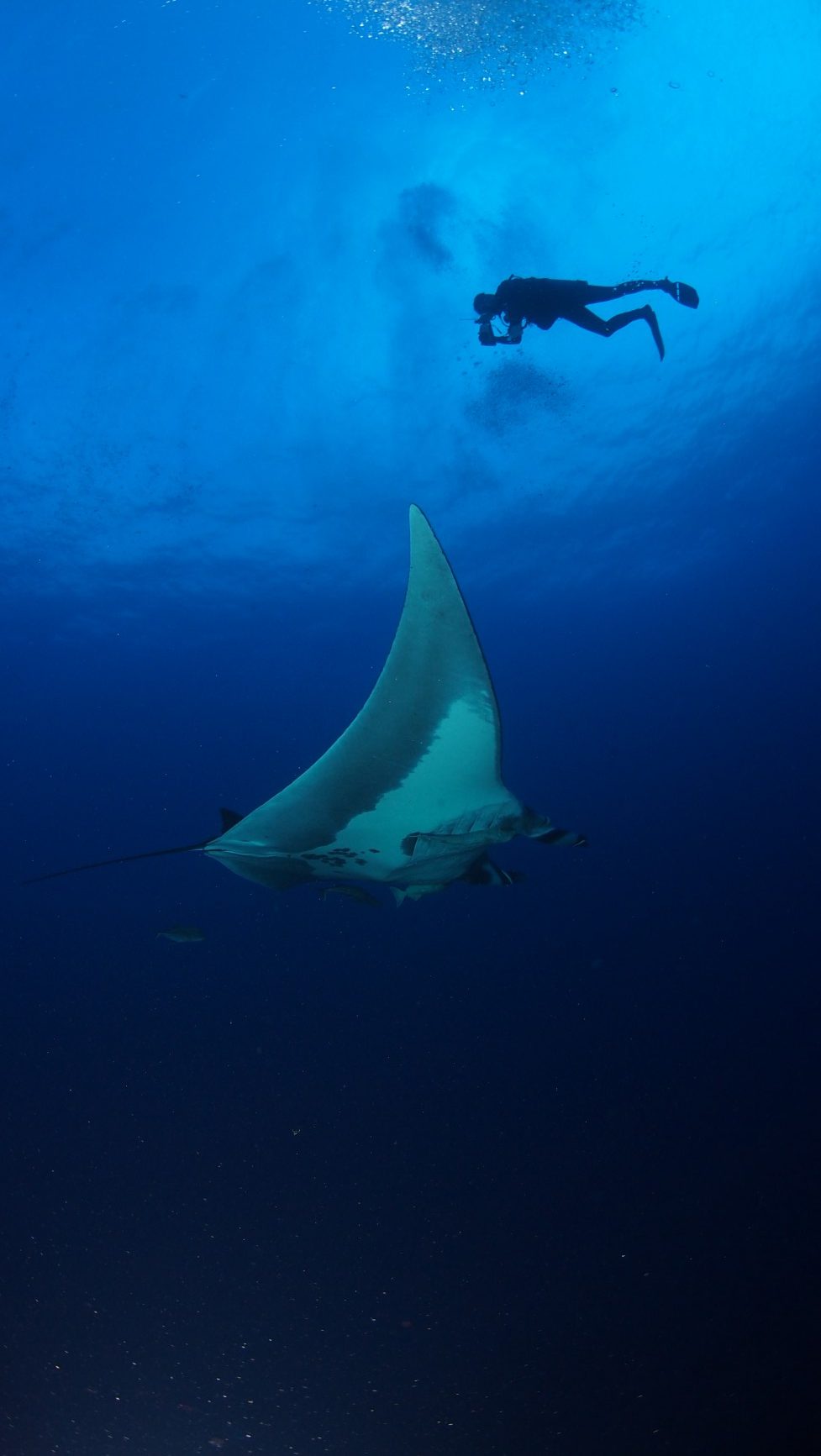scuba diver angles camera down to watch manta ray pass