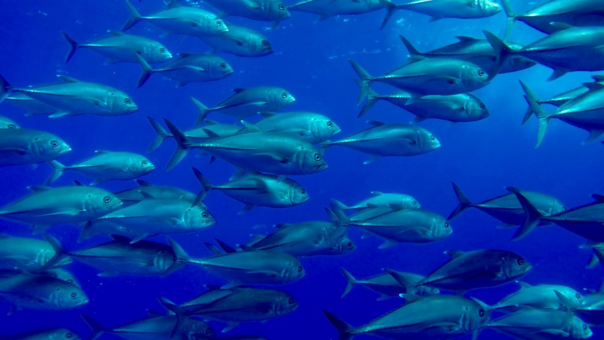 a huge school of jackfish in formation