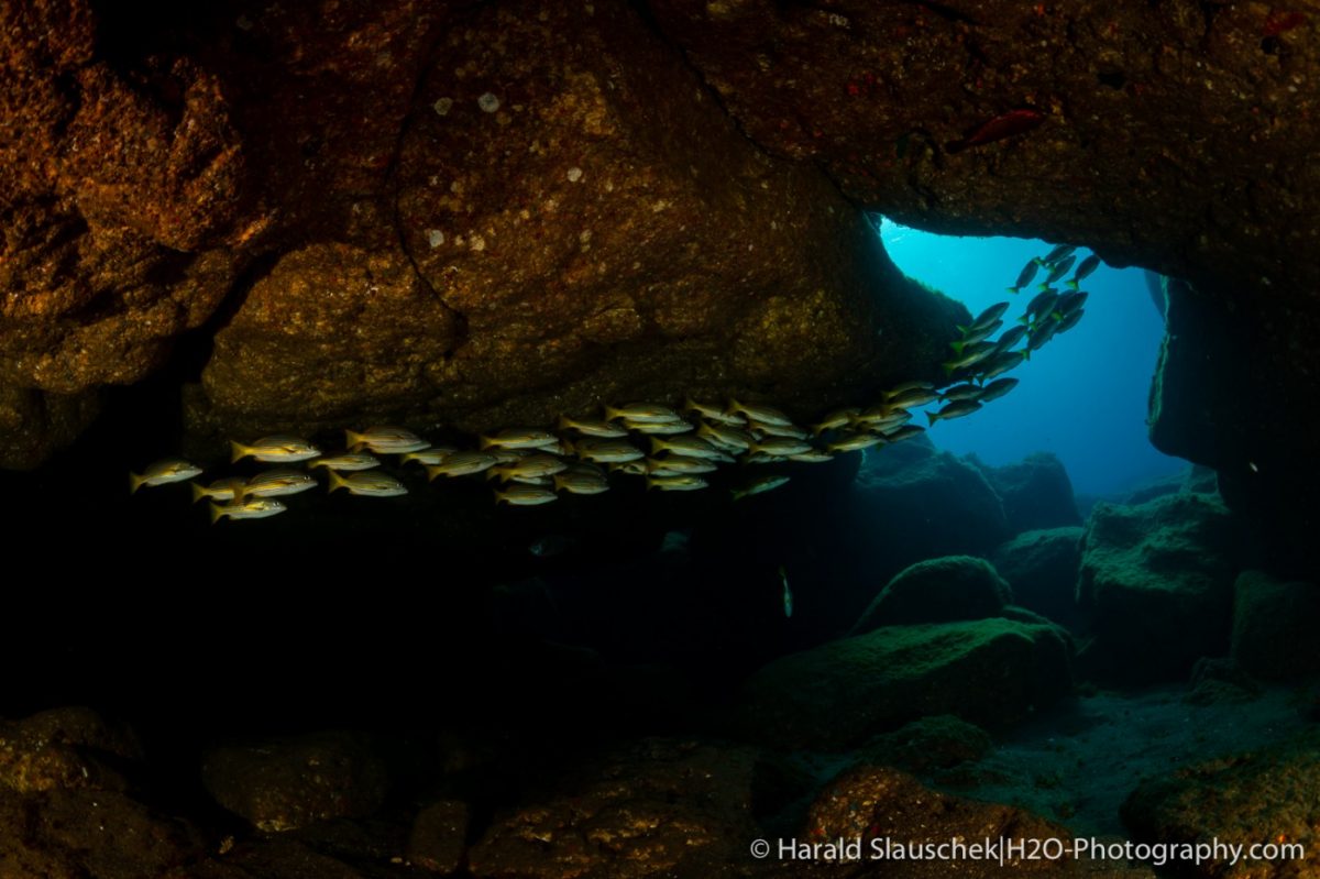 a streamlined school of fish swim through a natural rock archway