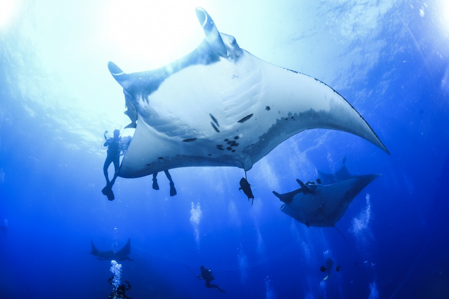 Giant Mantas at Socorro