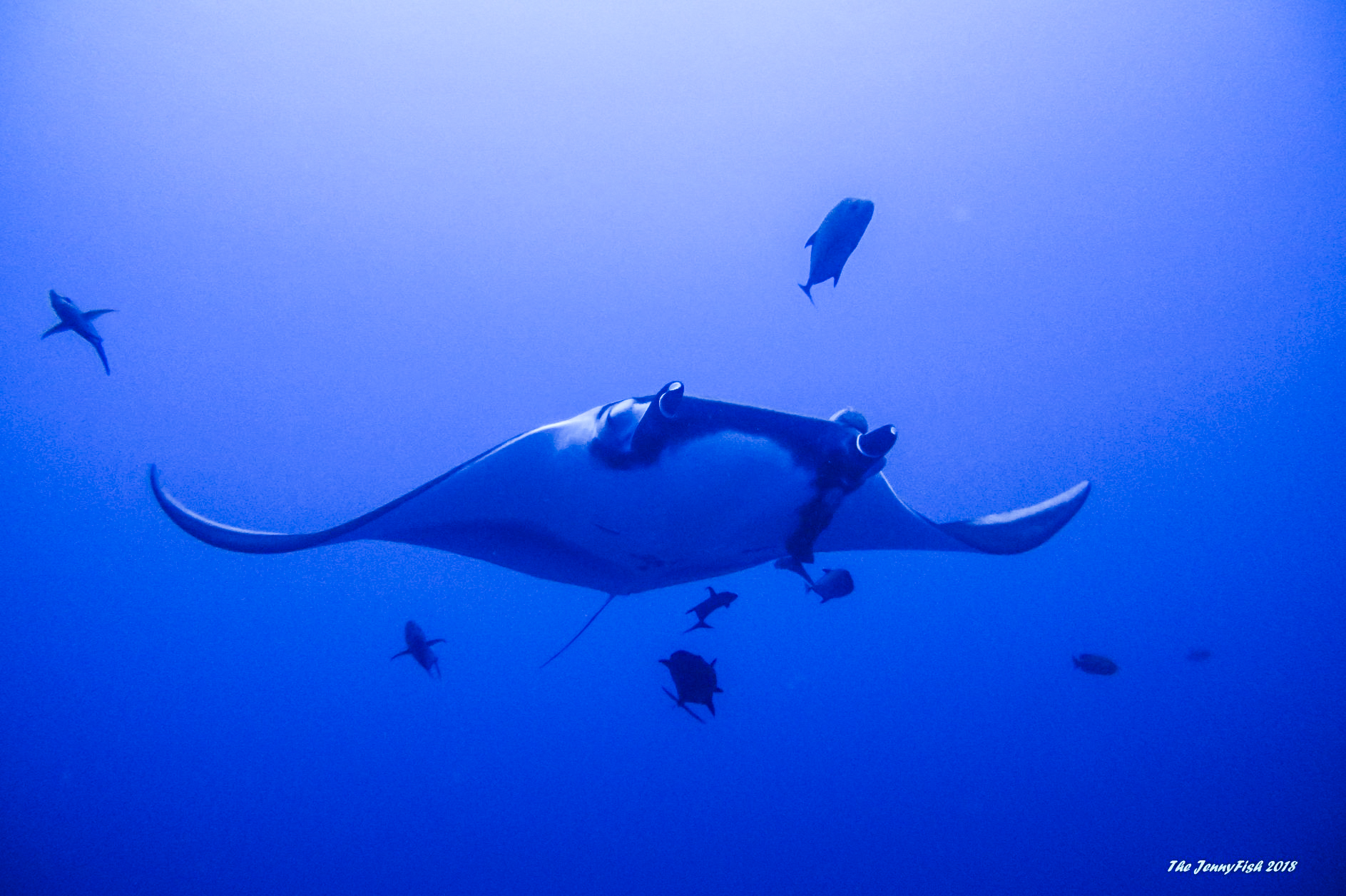 Magnificent Manta by The Jenny Fish