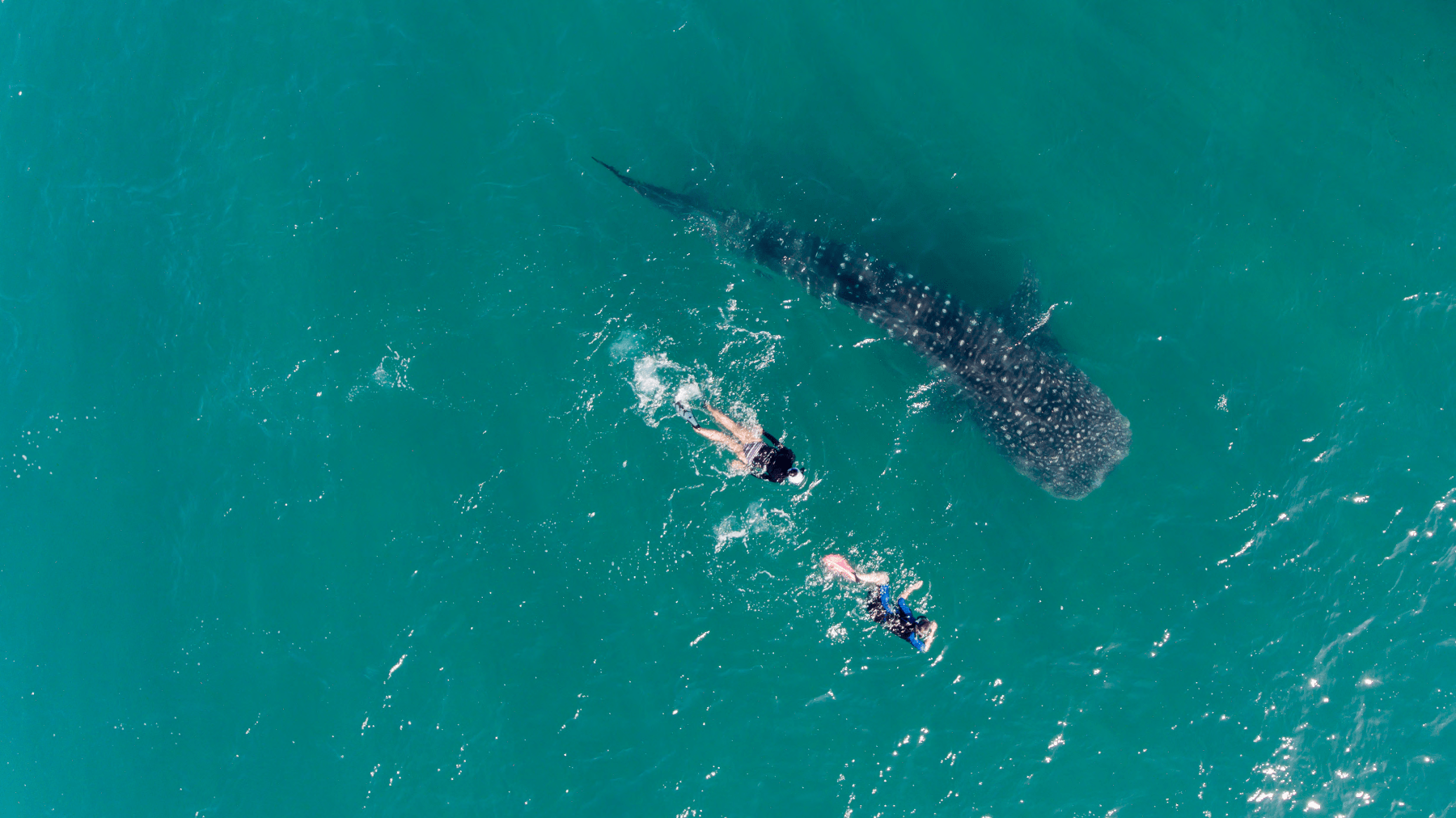Sea of cortez Whale Sharks