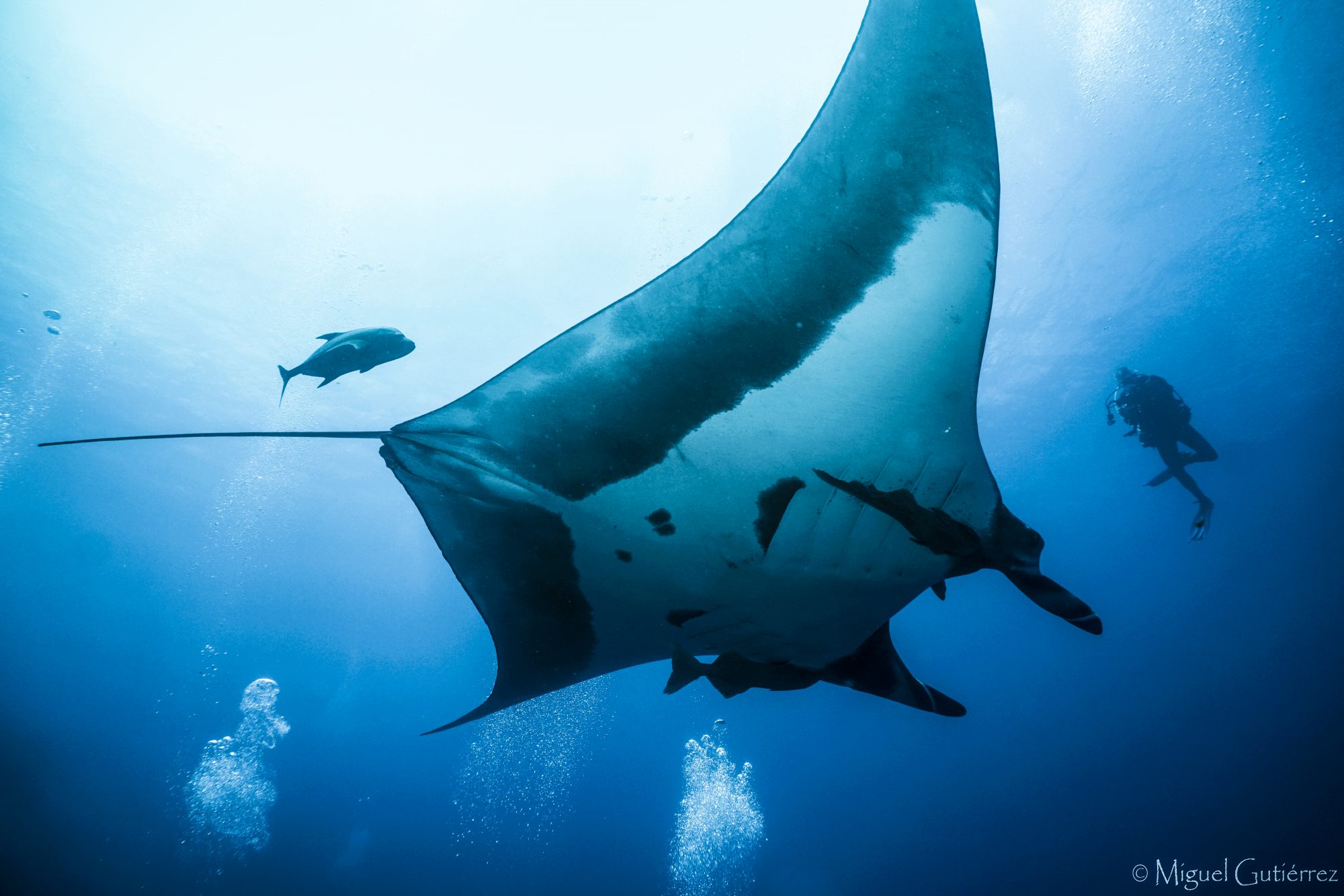 Giant Manta Identification, Photo by Miguel Ortiz