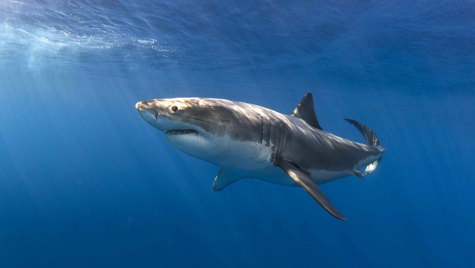 Great White Shark, Photo by Craig Dietrich