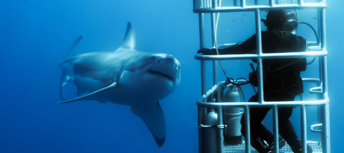 great white shark appears to inspect a shark diver in a cage