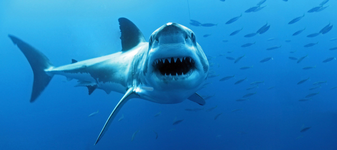 great white shark bares jaws for the camera