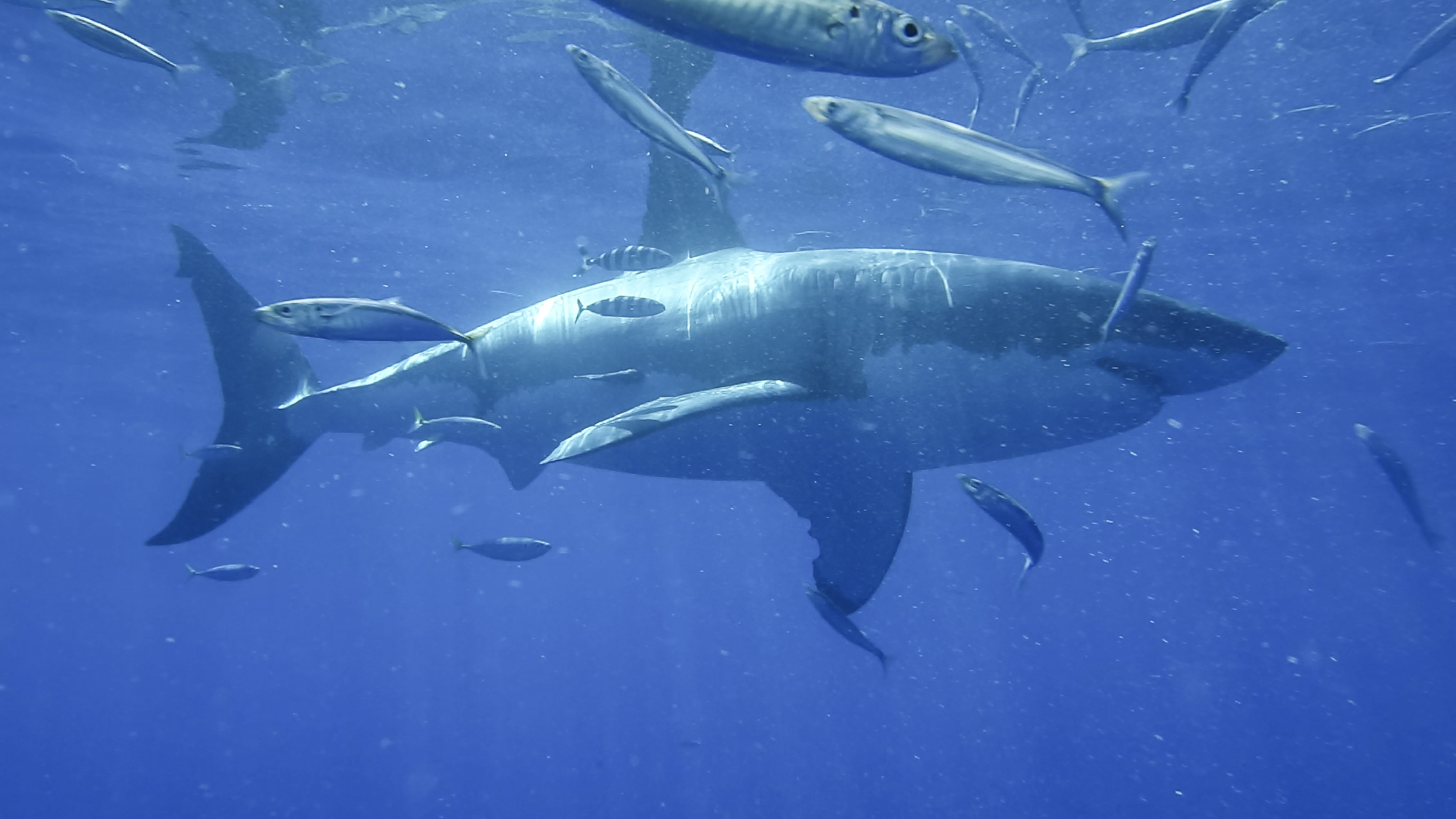 Great white shark swimming at Guadalupe