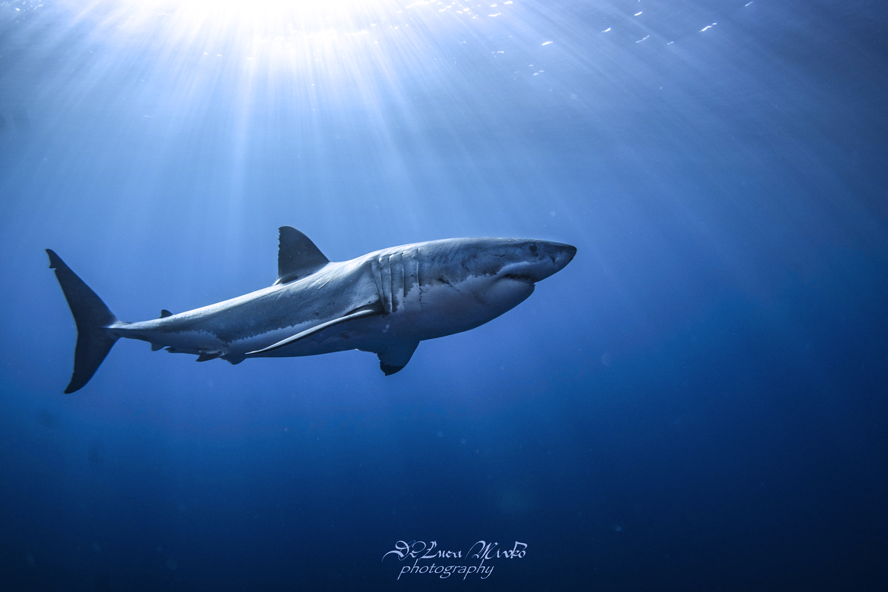 Great White Shark Diving at Guadalupe, Photo by Divemaster Mirko