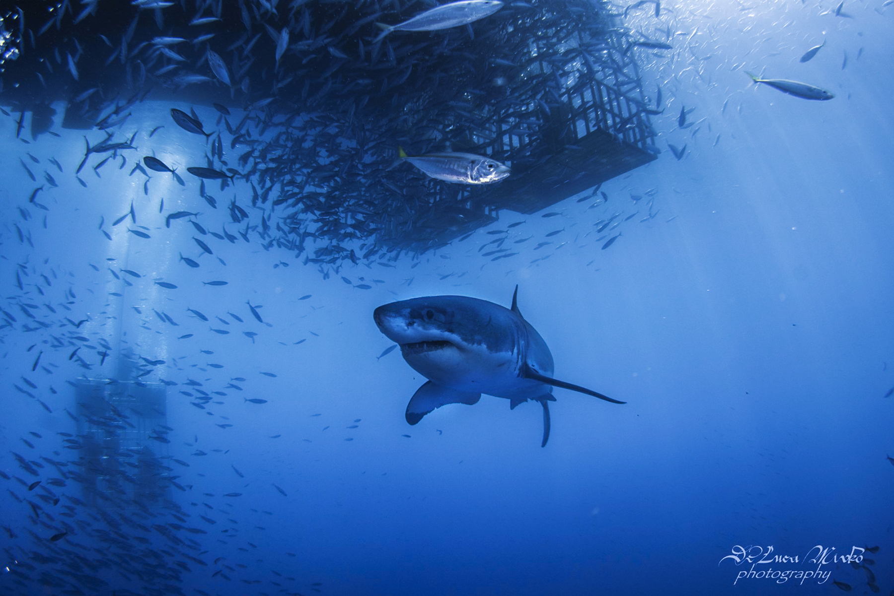 Great white under the cage, Photo by divemaster Mirko