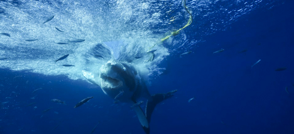 Great white splash, photo by Nadine Hetges