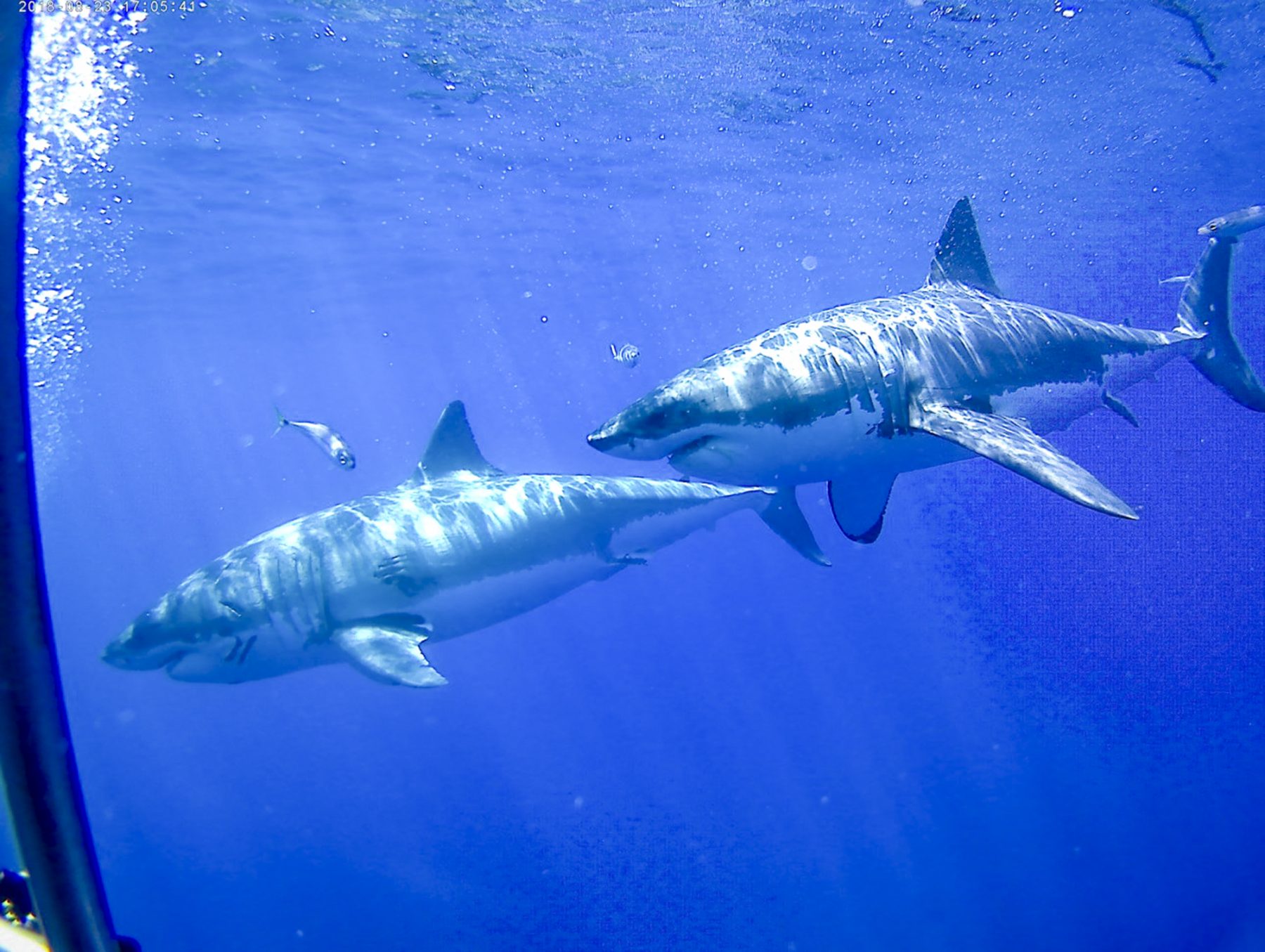 Two great whites at Guadalupe, Photo by Robin Brown