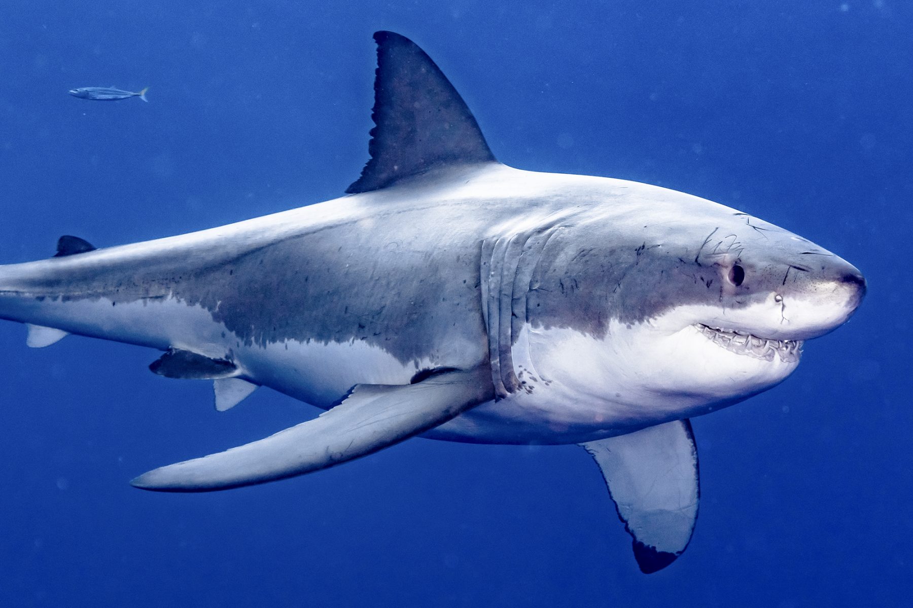 Great White Shark at Isla Guadalupe