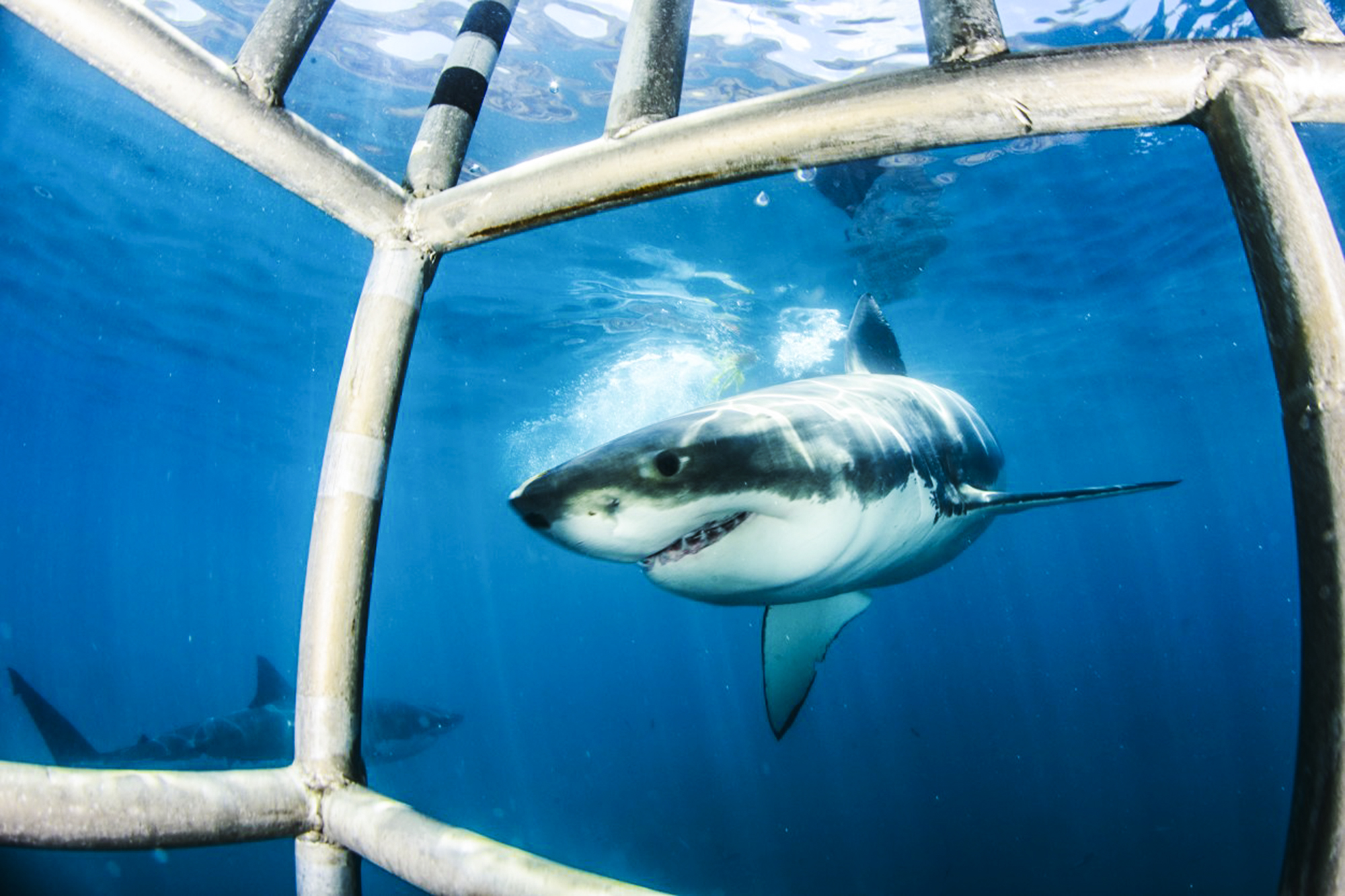 Great white outside a diving cage