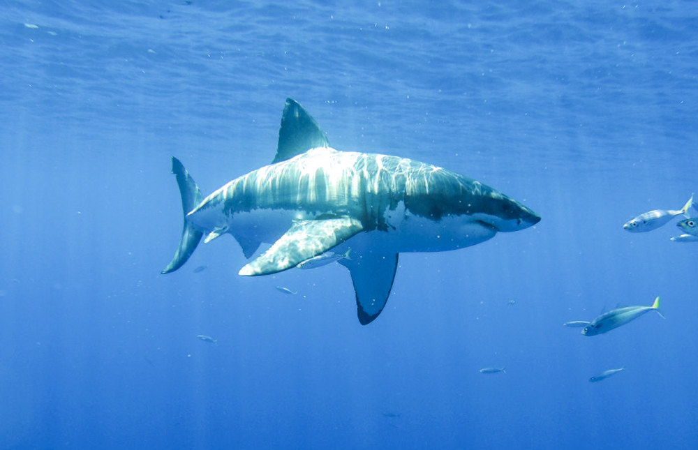 A Great White at Guadalupe, Photo by Elizabeth Coronado