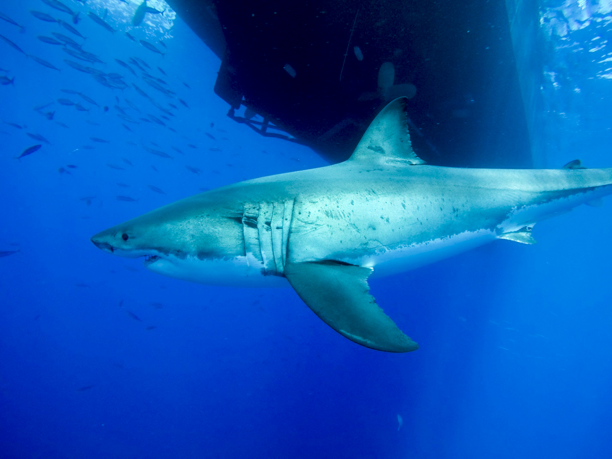 A shark swims under a hull